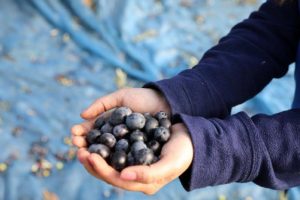 Bursa'da 'topraktan halka' zeytin hasadı başladı