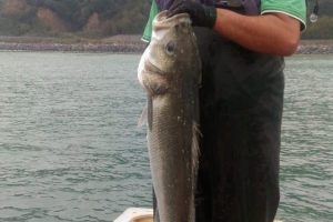 Balık&ccedil;ıların ağına 10 kilogramlık levrek takıldı