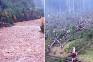 İtalya'da fırtına: 20 kişi &ouml;ld&uuml;, 14 milyon ağa&ccedil; devrildi