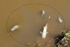 Gediz Nehri'nde endişe yaratan g&ouml;r&uuml;nt&uuml;