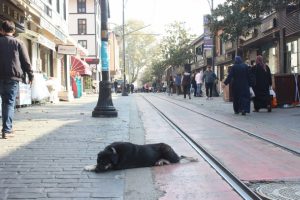 Bursa'da esnaf o k&ouml;peğe ve yavrularına sahip &ccedil;ıktı