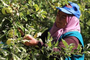 Fransa ve İspanya'daki bebeklerin meyve p&uuml;resi T&uuml;rkiye'den