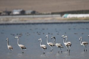 Flamingolar Arin Gölü'nü mesken tuttu