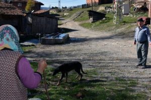 Y&uuml;zlerce k&ouml;pek k&ouml;ye dadandı