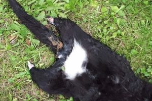 Yavru kedi, ayakları kesilmiş şekilde ölü bulundu