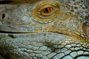 Bursa Hayvanat Bahçesi'ndeki iguananın 47 yavrusu birden oldu