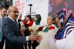 Bu da kuzuların g&uuml;zellik yarışması