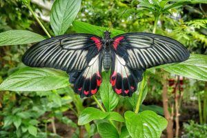 Tropikal Kelebek Bahçesi'ne ziyaretçi ilgisi