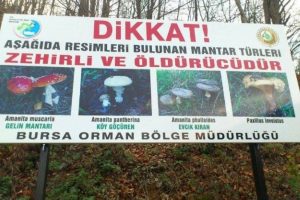 Bursa Uludağ'da afişle zehirli mantar uyarısı