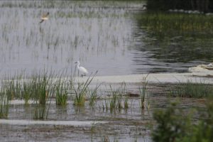 Kızılırmak Deltası'ndaki lagün göllerinde ava sınırlama