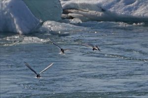 Kuzey Kutup bölgesi kuşlar için artık 'güvenli liman' değil