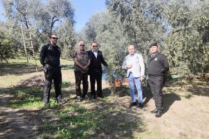 Bursa'da kaymakam zeytin ağacına &ccedil;ıkıp rekolte kontrol&uuml; yaptı
