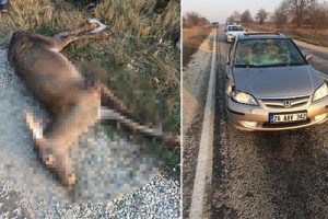 Otomobilin &ccedil;arptığı geyikler telef oldu