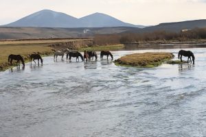 Yılkı atları doğal ortamda g&ouml;r&uuml;nt&uuml;lendi