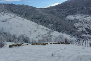 Karadeniz yaylalarında kar manzaraları