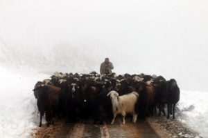 Yayla d&ouml;n&uuml;ş&uuml; kara yakalandılar!