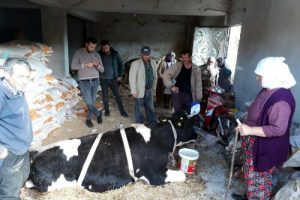 Dereye d&uuml;şen gebe ineği itfaiye kurtardı