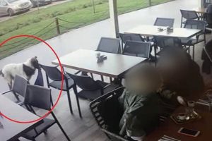AVM'lerden tiş&ouml;rt, şal ve triko &ccedil;alan k&ouml;pek kamerada