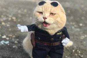 'Balık&ccedil;ı kedi' bu kez polis oldu