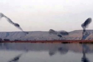 Kuşların g&ouml;ky&uuml;z&uuml;ndeki muhteşem dansı