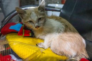 Ayakları kesik halde bulunan kedi tedavi altına alındı