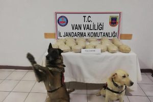 Kamyonet kasasındaki odunların arasından &ccedil;ıktı!