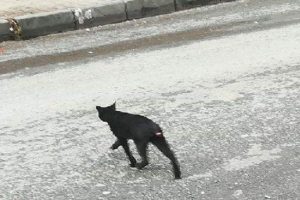 Kuyruğu kesik kediler hayvanseverleri ayağa kaldırdı