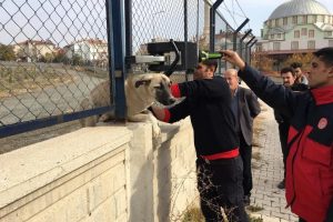 Demir korkuluklara sıkışan k&ouml;pek kurtarıldı