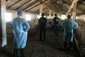 Ukrayna'dan k&uuml;&ccedil;&uuml;kbaş hayvan ithalatıyla ilgili uyarı