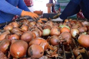 Bakanlık fiyatı ikiye katlanan soğanın peşine d&uuml;şt&uuml;