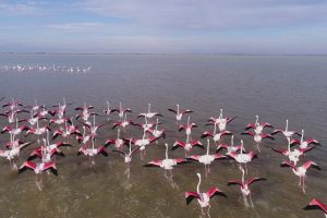 &Ccedil;ukurova Deltası flamingolarla renklendi