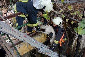 Dere i&ccedil;inde mahsur kalan k&ouml;peği itfaiye kurtardı