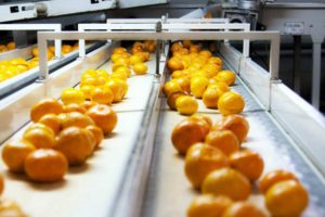 Mandalina ihracatında hedef 400 milyon dolar