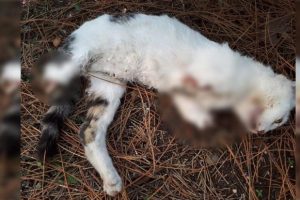 Vahşet s&uuml;r&uuml;yor! Ayakları kesilen iki kedi &ouml;l&uuml; halde bulundu