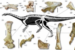 Yeni bir dinozor t&uuml;r&uuml;ne ait iskeletler bulundu