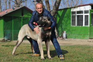 Bursa'da 125 bin liraya kangal köpeği