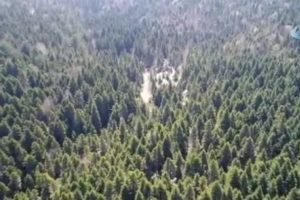 Drone ile nefes kesen ka&ccedil;ak avcı operasyonu