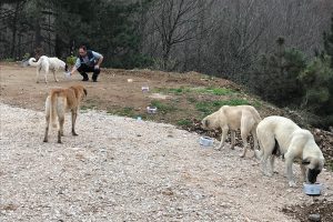 Bursa'da sokak hayvanlarına kış bakımı