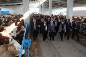 500 başlık damızlık d&uuml;ve işletmesi a&ccedil;ıldı