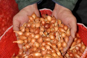 Bursalı çiftçi arpacık soğanı fiyatlarından memnun