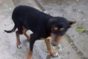Demir kapının parmaklıklarına sıkışan k&ouml;peği, itfaiye kurtardı