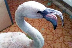 Suudi Arabistan'a g&ouml;&ccedil; Sibirya'da sonlandı