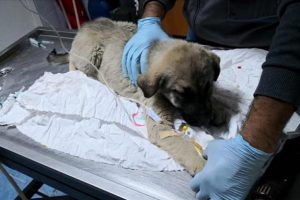 Yaralı k&ouml;peğin tedavisi i&ccedil;in makam aracını tahsis etti