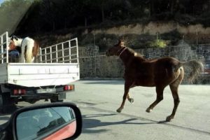 Atı, kamyonetin kasasına bağlayıp koşturdu