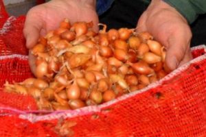 Bursa'da arpacık soğanın kilosu 7 lira