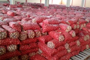 Depodan stoklanmış 1300 ton kuru soğan &ccedil;ıktı