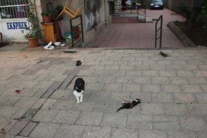 Kahreden g&ouml;r&uuml;nt&uuml;! Bir an olsun ayrılmadı