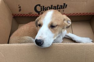 Yaralı k&ouml;peğe &ouml;ğrencilerden şefkat eli