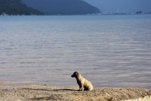 Marmaris'te denizin rengi değişti