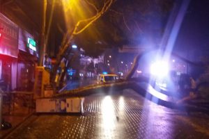 Asırlık &ccedil;am ağacı sağanak yağışa dayanamadı